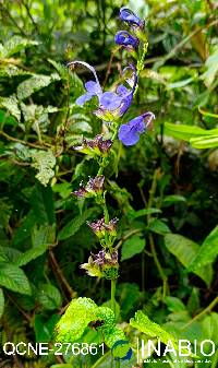 Salvia pichinchensis image