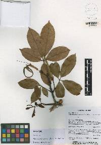 Pachira condorensis image