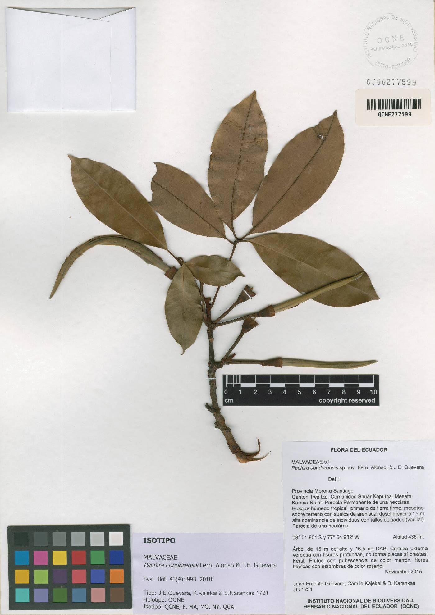 Pachira condorensis image