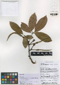 Pachira condorensis image