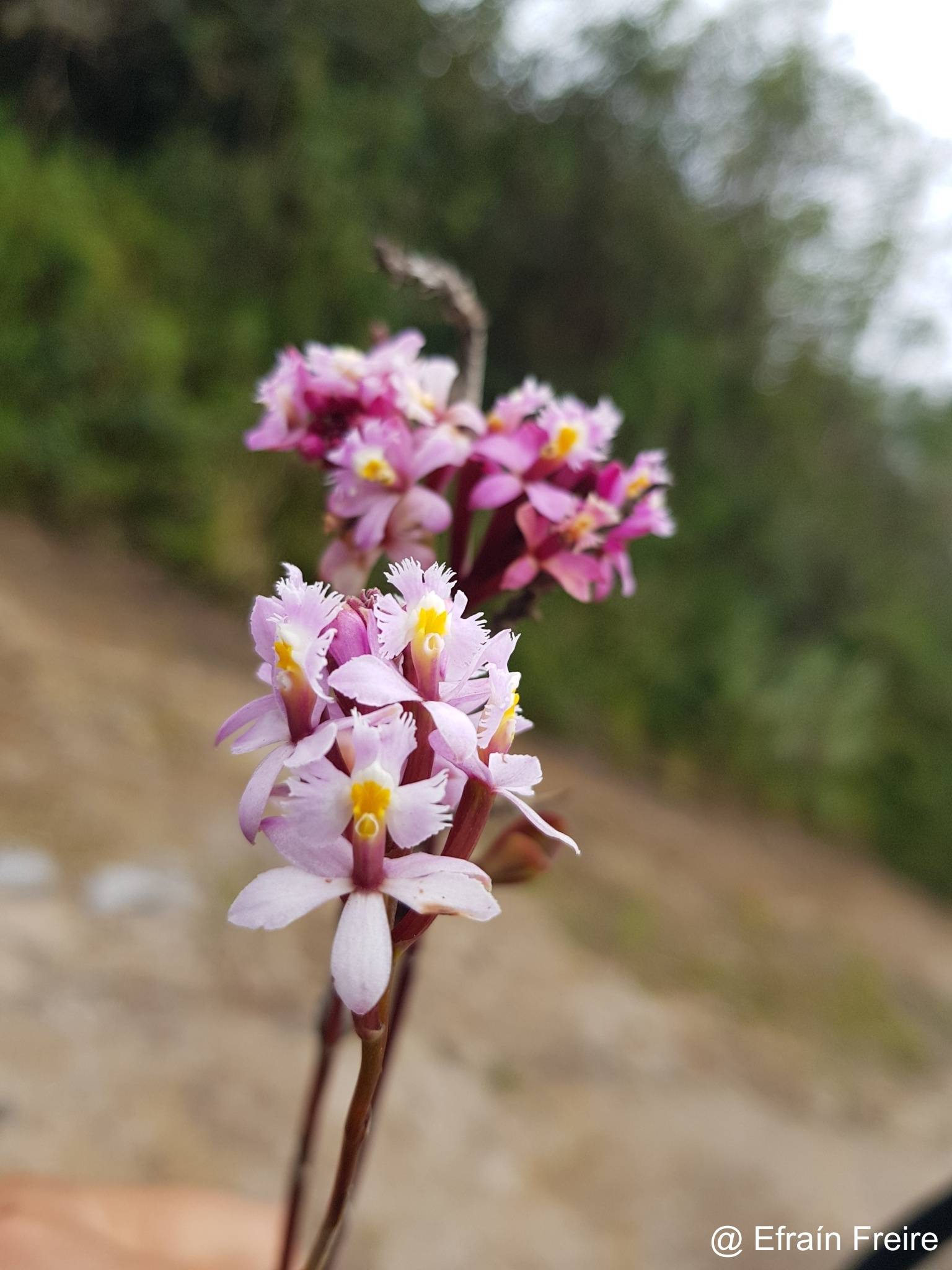 Epidendrum arachnoglossum image