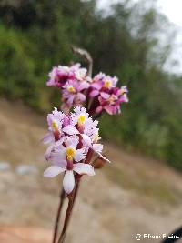 Image of Epidendrum arachnoglossum