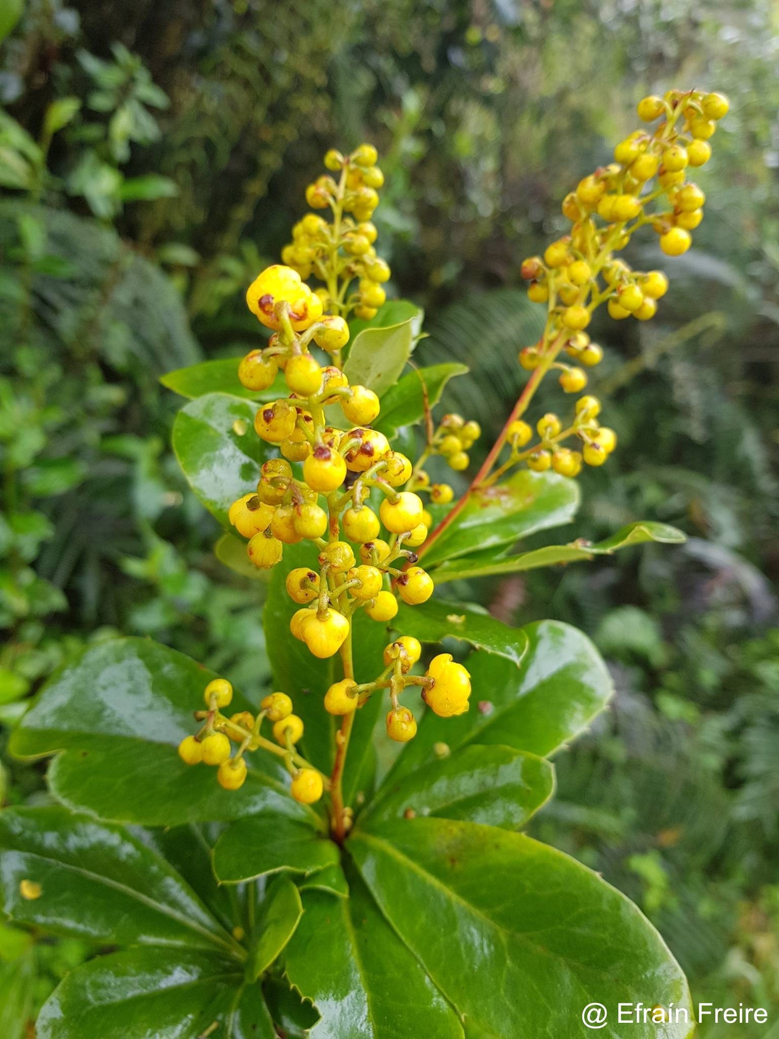 Berberis hallii image