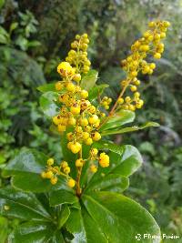 Berberis hallii image