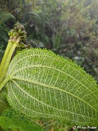 Meriania sanguinea image