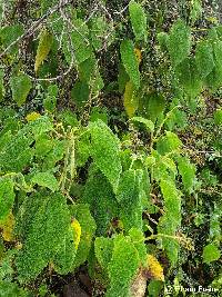 Meriania sanguinea image