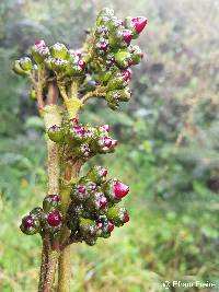 Meriania sanguinea image