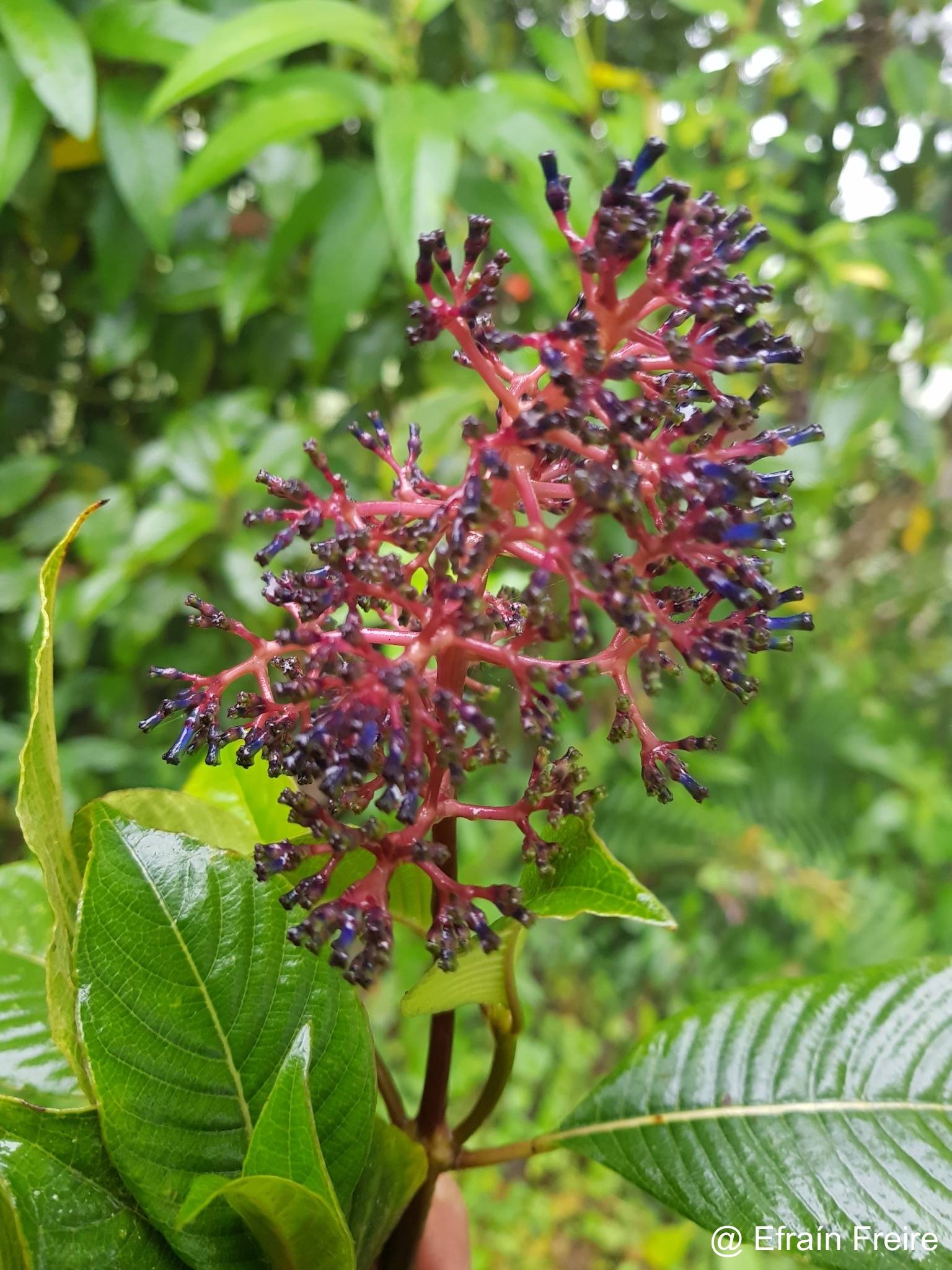 Palicourea lineata image