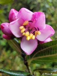 Axinaea quitensis image