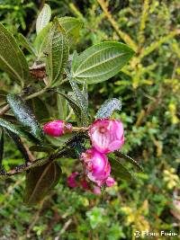 Axinaea quitensis image