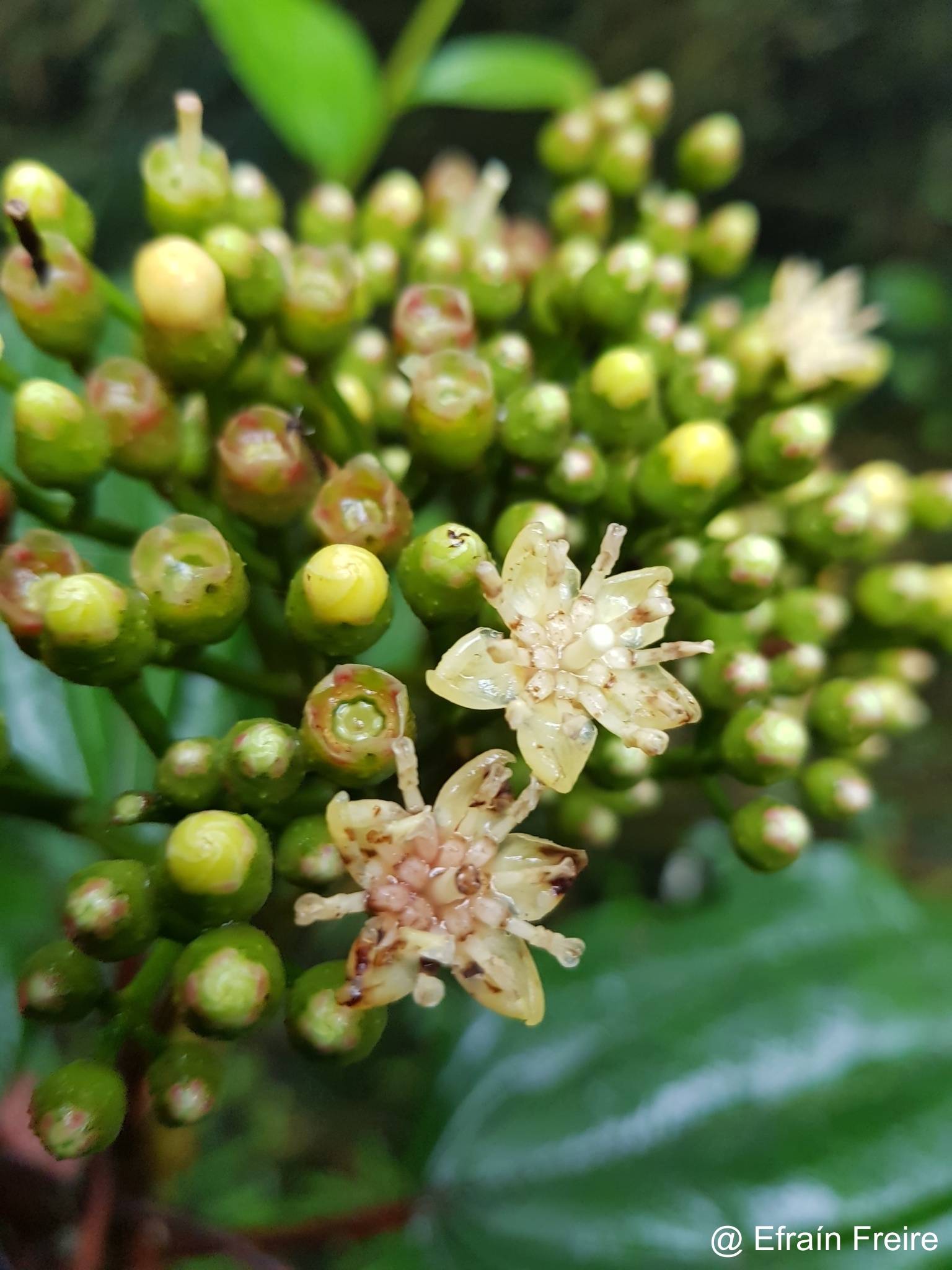 Miconia corymbosa image