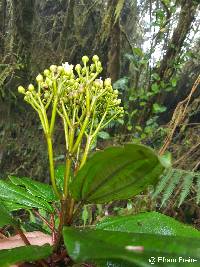 Miconia corymbosa image