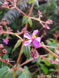 Chaetogastra mollis image