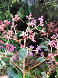 Chaetogastra mollis image