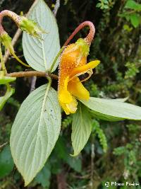 Columnea strigosa image