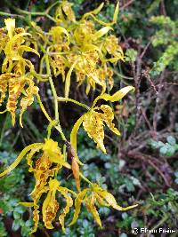 Image of Cyrtochilum pardinum