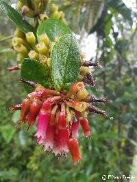 Macleania rupestris image