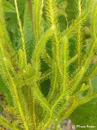 Lycopodium clavatum image