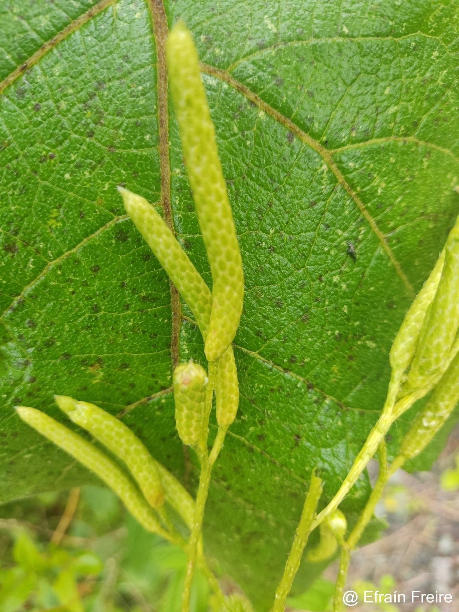 Lycopodium clavatum image