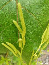 Image of Lycopodium clavatum