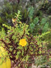 Hypericum laricifolium image