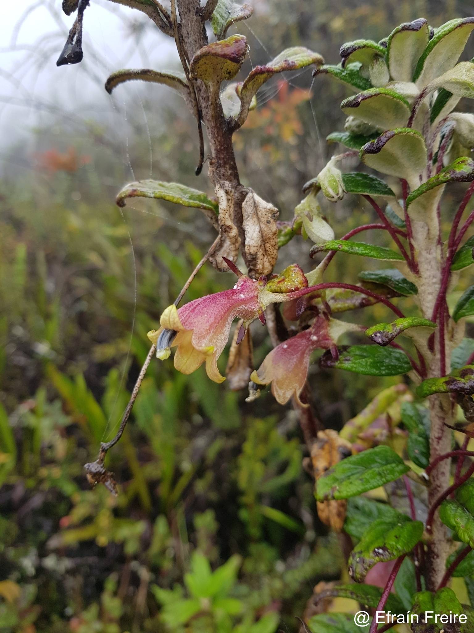 Siphocampylus affinis image