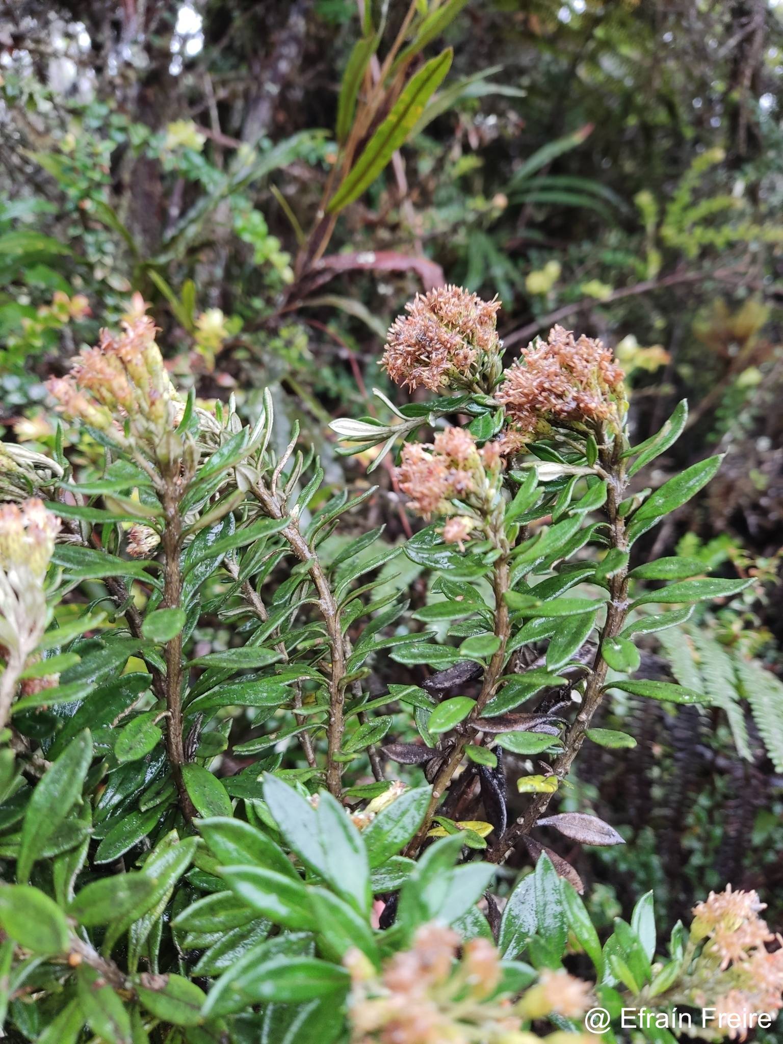 Diplostephium floribundum image