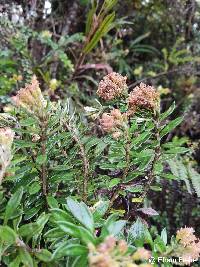 Diplostephium floribundum image