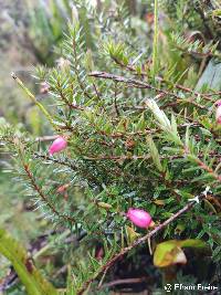 Disterigma empetrifolium image