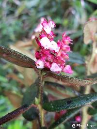 Gaultheria glomerata image
