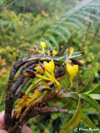 Maxillaria alticola image