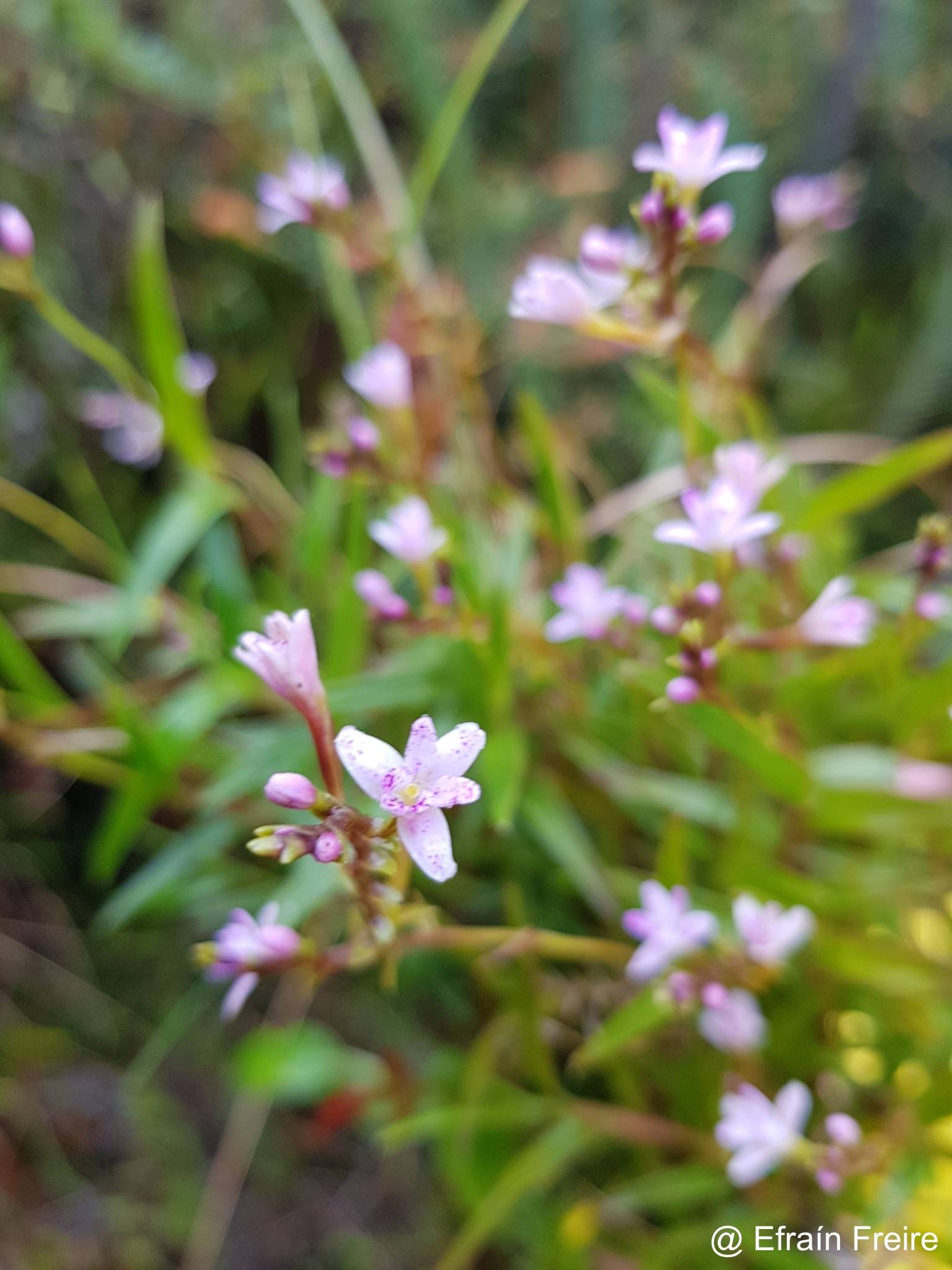 Epidendrum fimbriatum image