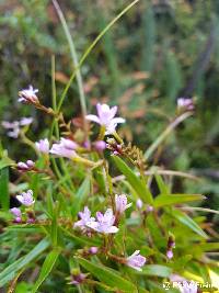 Epidendrum fimbriatum image