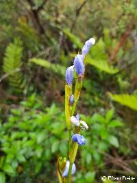 Orthrosanthus chimboracensis image