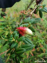 Brachyotum ledifolium image