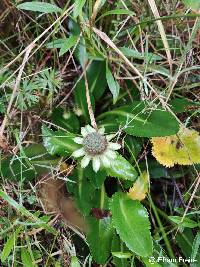 Eryngium humile image