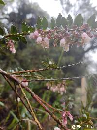 Vaccinium floribundum image