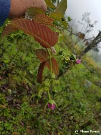 Rubus roseus image