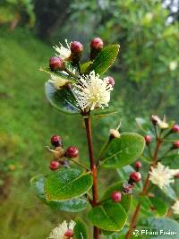 Myrcianthes hallii image