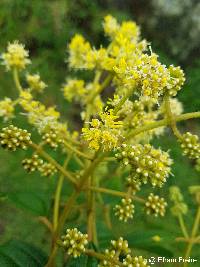 Miconia pseudocentrophora image