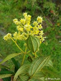 Miconia pseudocentrophora image
