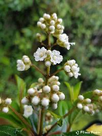 Miconia crocea image