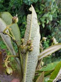 Saurauia tomentosa image