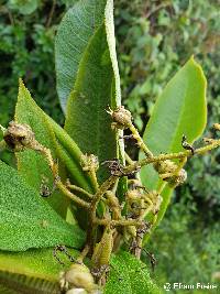 Saurauia tomentosa image