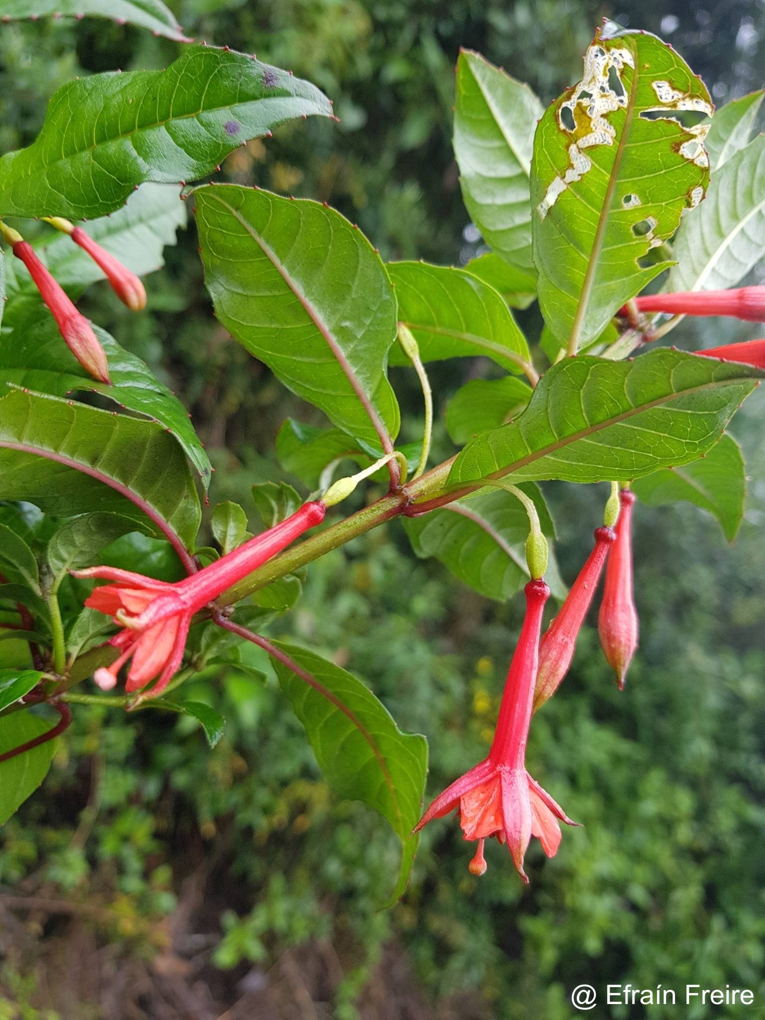 Fuchsia vulcanica image