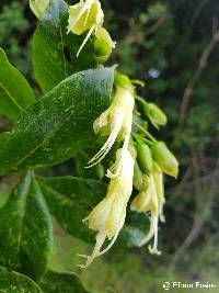 Image of Cantua pyrifolia