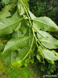 Cantua pyrifolia image