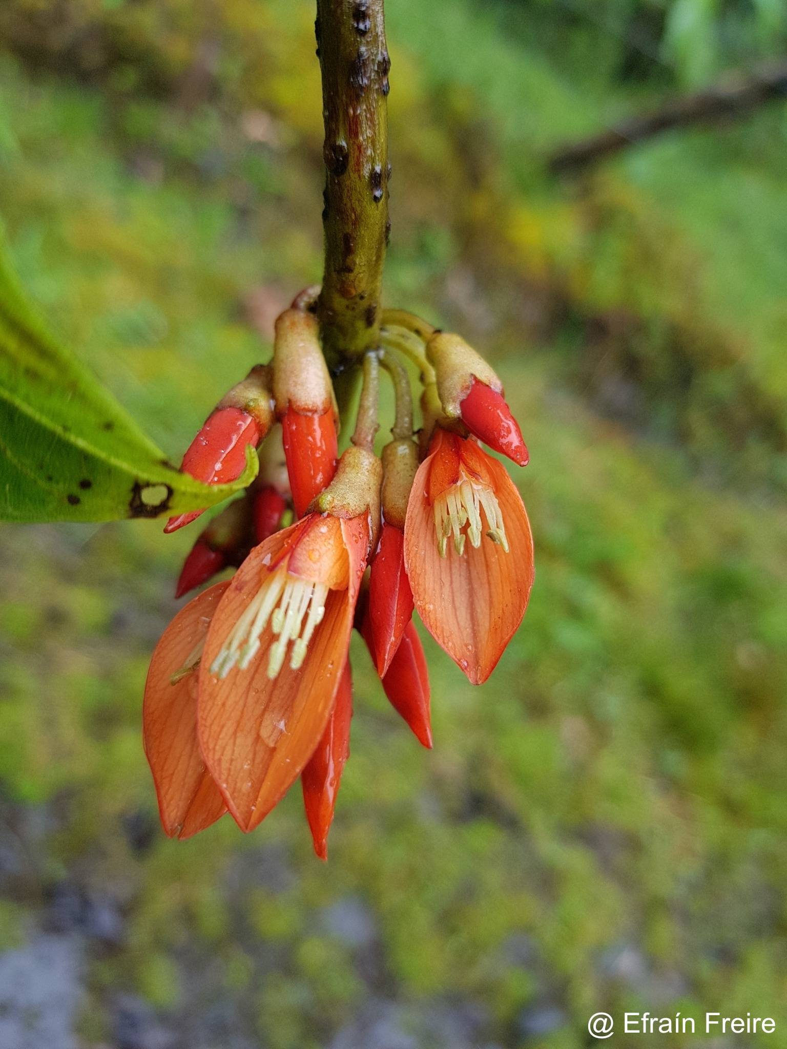 Erythrina edulis image
