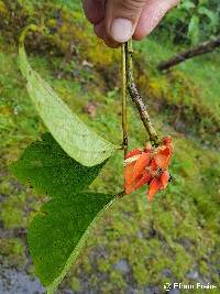 Erythrina edulis image