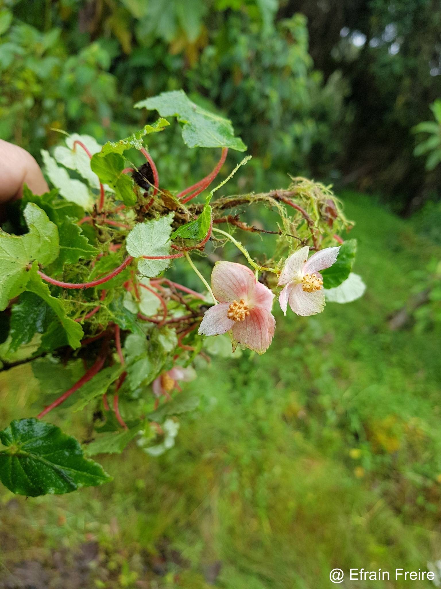 Begonia maurandiae image